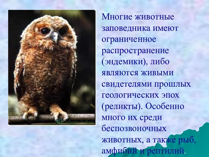 Многие животные заповедника имеют ограниченное распространение (эндемики), либо являются живыми