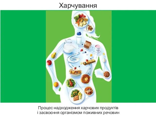 Харчування Процес надходження харчових продуктів і засвоєння організмом поживних речовин