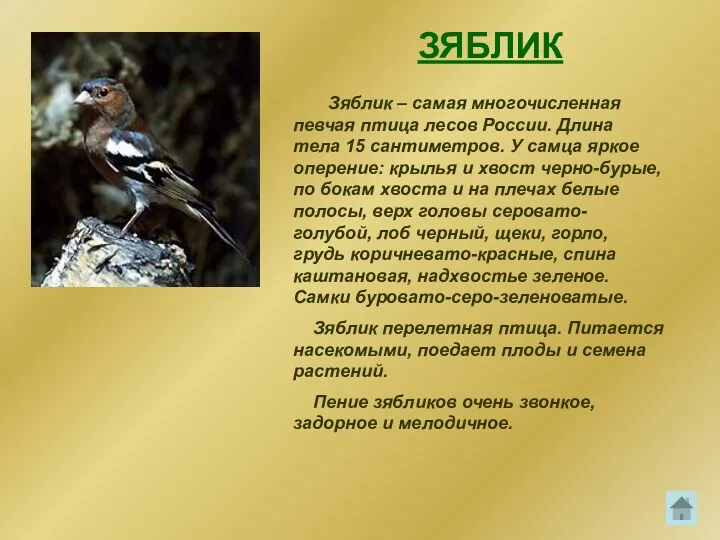 ЗЯБЛИК Зяблик – самая многочисленная певчая птица лесов России. Длина тела 15 сантиметров.