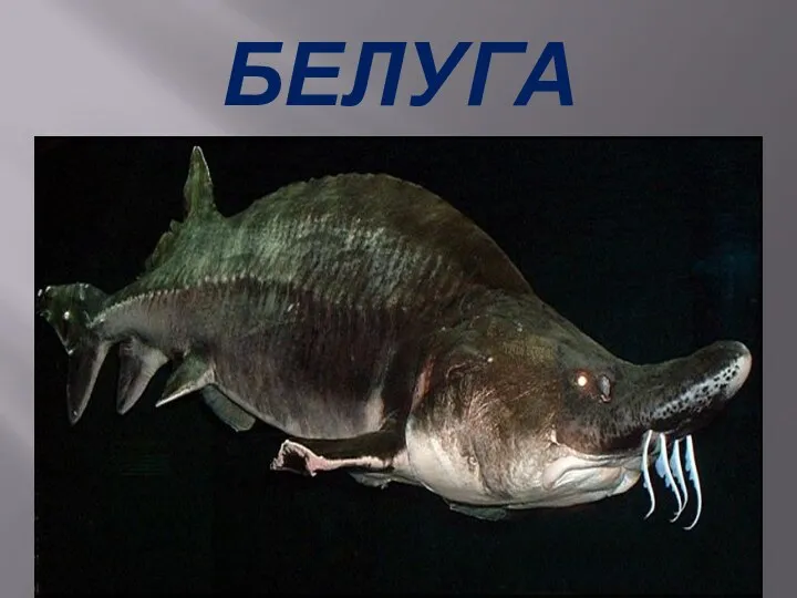 БЕЛУГА