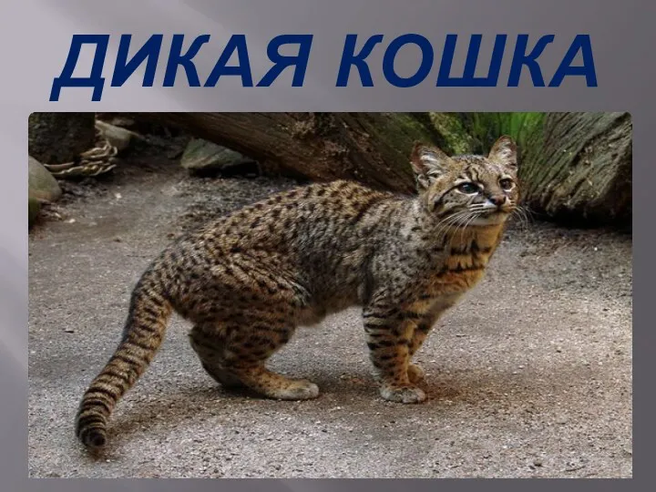 ДИКАЯ КОШКА