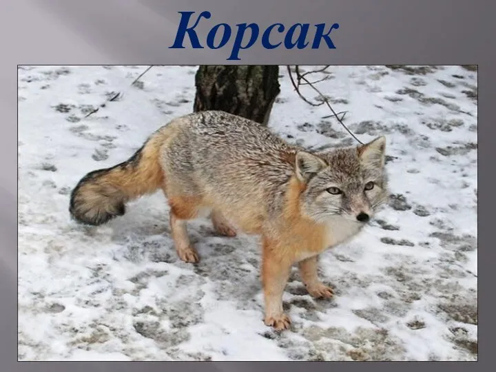 Корсак