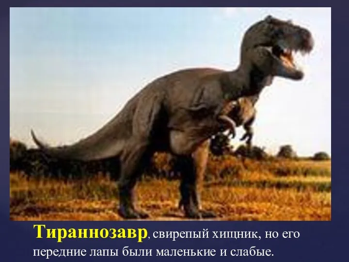 Тираннозавр, свирепый хищник, но его передние лапы были маленькие и слабые.