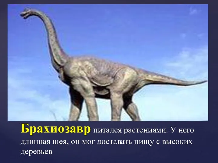 Брахиозавр питался растениями. У него длинная шея, он мог доставать пищу с высоких деревьев