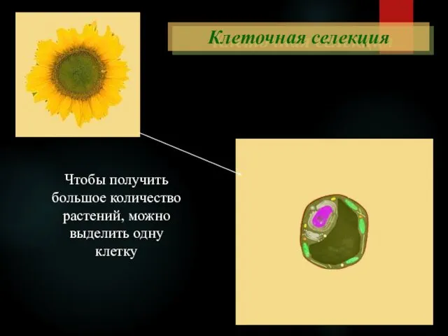 Чтобы получить большое количество растений, можно выделить одну клетку Клеточная селекция