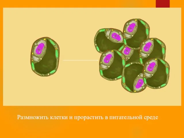 Размножить клетки и прорастить в питательной среде