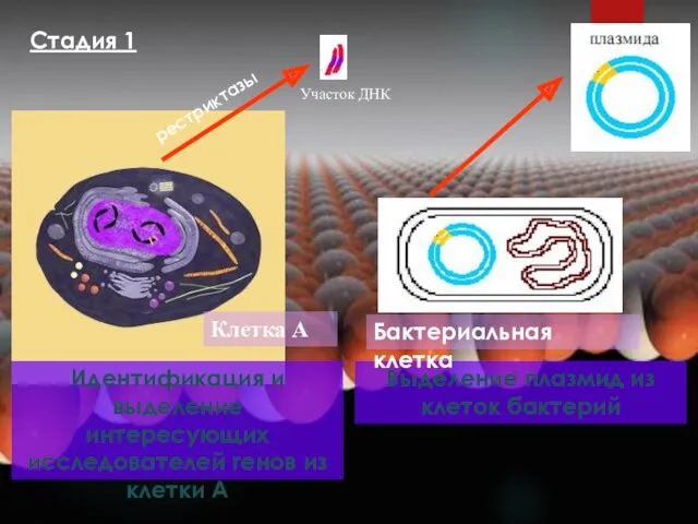 Участок ДНК Клетка А Идентификация и выделение интересующих исследователей генов