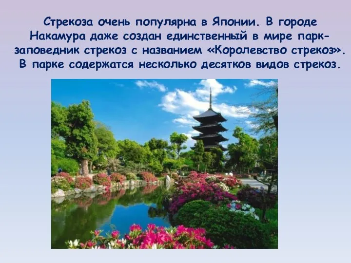 Стрекоза очень популярна в Японии. В городе Накамура даже создан единственный в мире