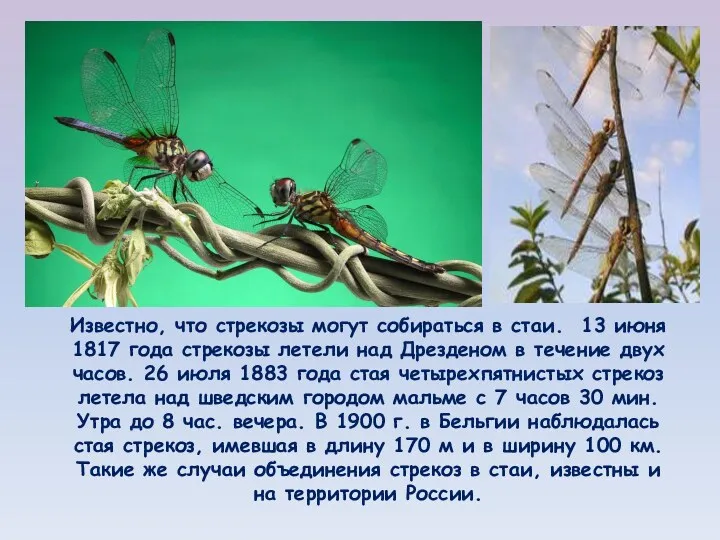 Известно, что стрекозы могут собираться в стаи. 13 июня 1817 года стрекозы летели