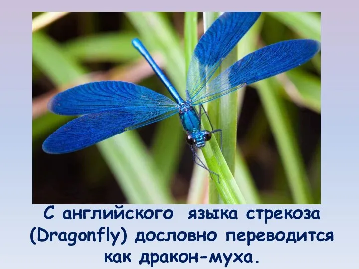 С английского языка стрекоза (Dragonfly) дословно переводится как дракон-муха.