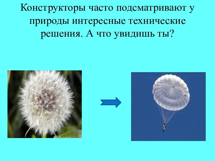 Конструкторы часто подсматривают у природы интересные технические решения. А что увидишь ты?