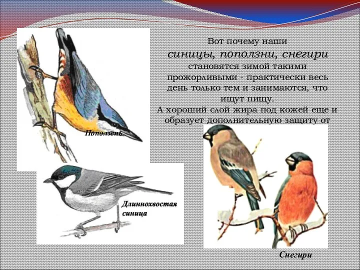 Вот почему наши синицы, поползни, снегири становятся зимой такими прожорливыми - практически весь