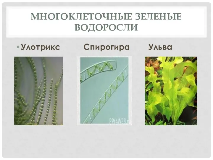Многоклеточные зеленые водоросли Улотрикс Спирогира Ульва