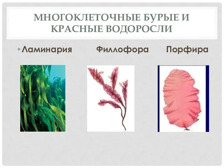 Многоклеточные бурые и красные водоросли Ламинария Филлофора Порфира