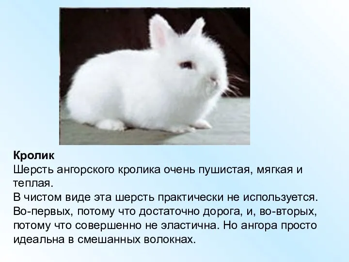 Кролик Шерсть ангорского кролика очень пушистая, мягкая и теплая. В чистом виде эта