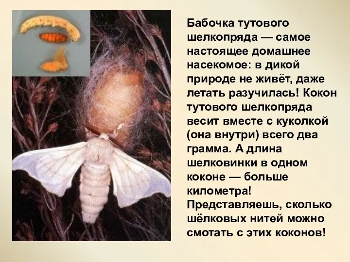 Бабочка тутового шелкопряда — самое настоящее домашнее насекомое: в дикой природе не живёт,