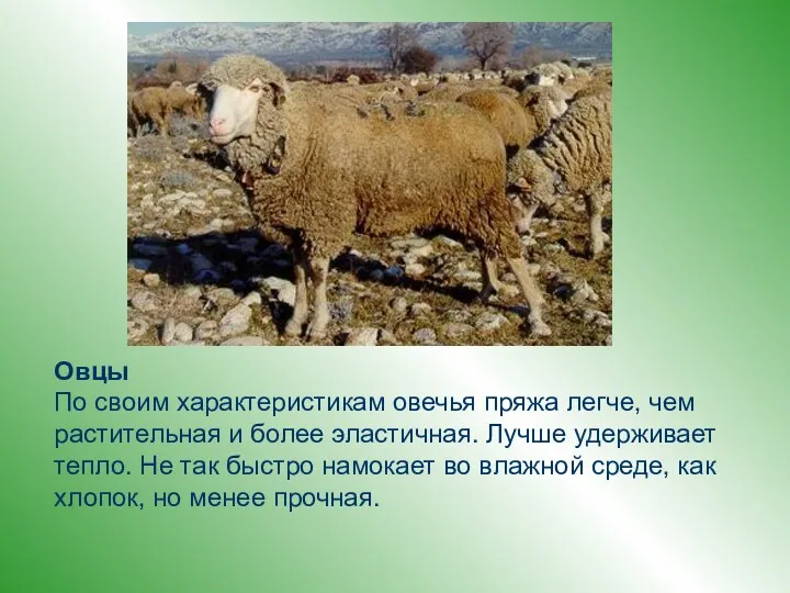 Овцы По своим характеристикам овечья пряжа легче, чем растительная и более эластичная. Лучше