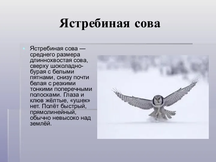 Ястребиная сова Ястребиная сова — среднего размера длиннохвостая сова, сверху