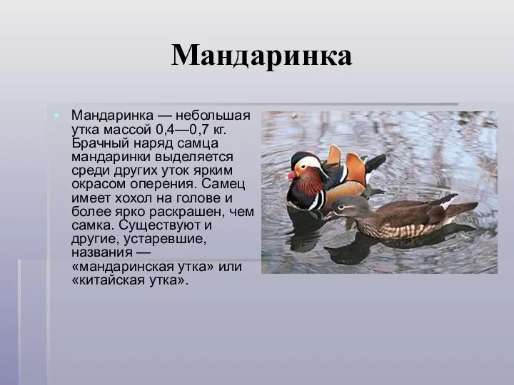 Мандаринка Мандаринка — небольшая утка массой 0,4—0,7 кг. Брачный наряд самца мандаринки выделяется