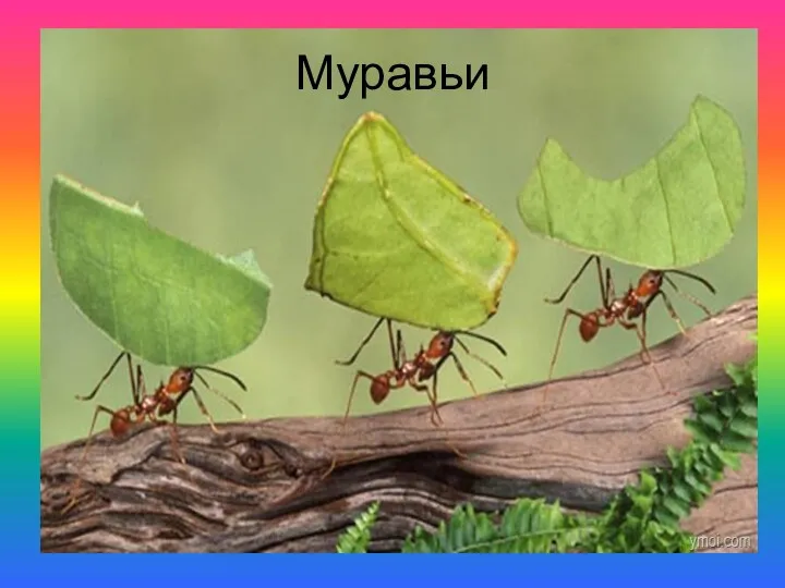 Муравьи