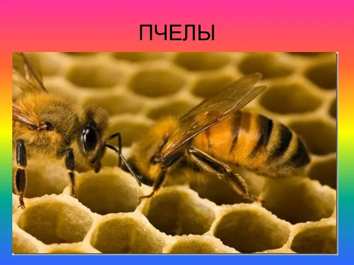 ПЧЕЛЫ