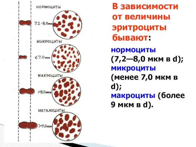 В зависимости от величины эритроциты бывают: нормоциты (7,2—8,0 мкм в d); микроциты (менее