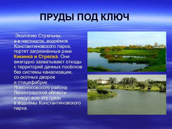 ПРУДЫ ПОД КЛЮЧ Экологию Стрельны, а в частности, водоёмов Константиновского парка, портят загрязнённые