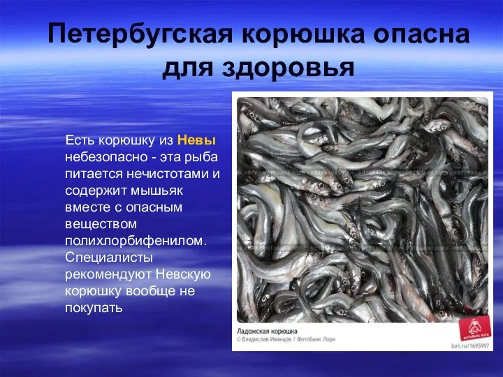 Петербугская корюшка опасна для здоровья Есть корюшку из Невы небезопасно - эта рыба