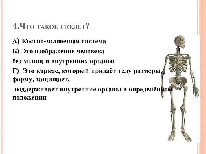 4.Что такое скелет? А) Костно-мышечная система Б) Это изображение человека