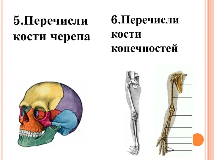 5.Перечисли кости черепа 6.Перечисли кости конечностей