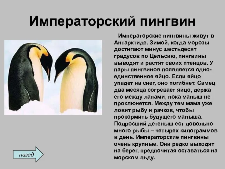 Императорский пингвин Императорские пингвины живут в Антарктиде. Зимой, когда морозы достигают минус шестьдесят