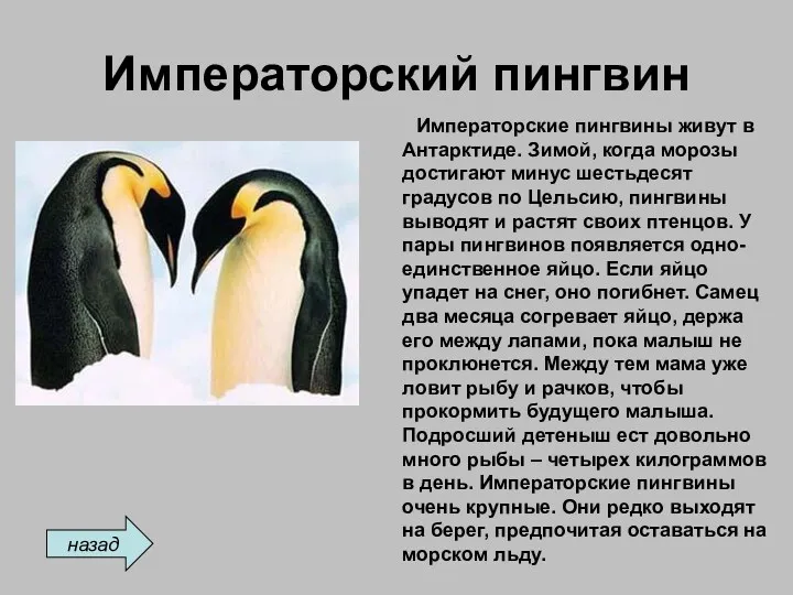 Императорский пингвин Императорские пингвины живут в Антарктиде. Зимой, когда морозы