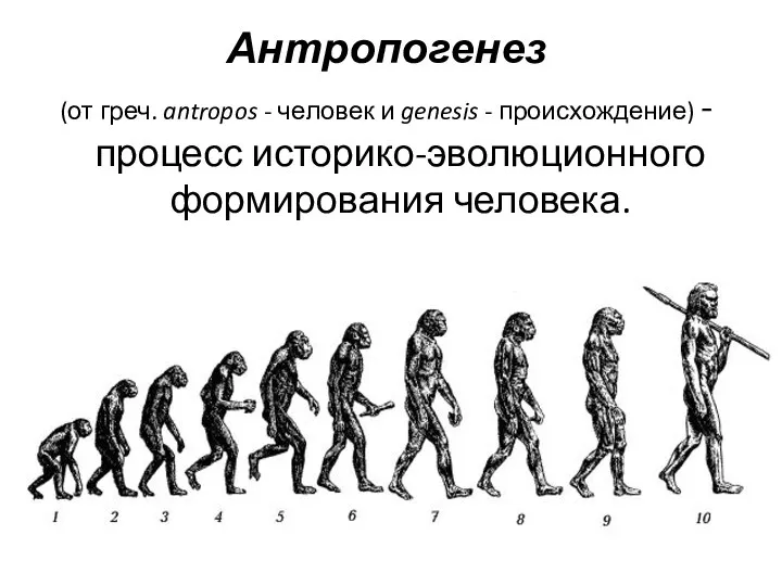 Антропогенез (от греч. antropos - человек и genesis - происхождение) - процесс историко-эволюционного формирования человека.