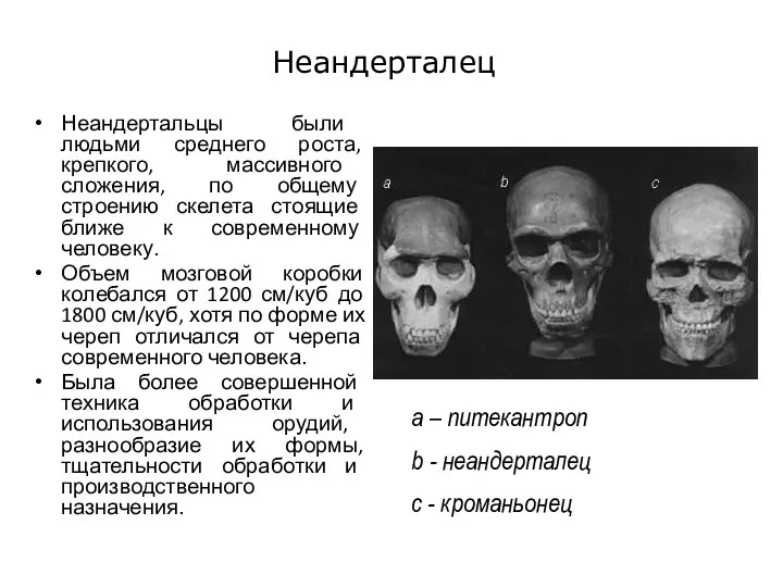 Неандерталец Неандертальцы были людьми среднего роста, крепкого, массивного сложения, по