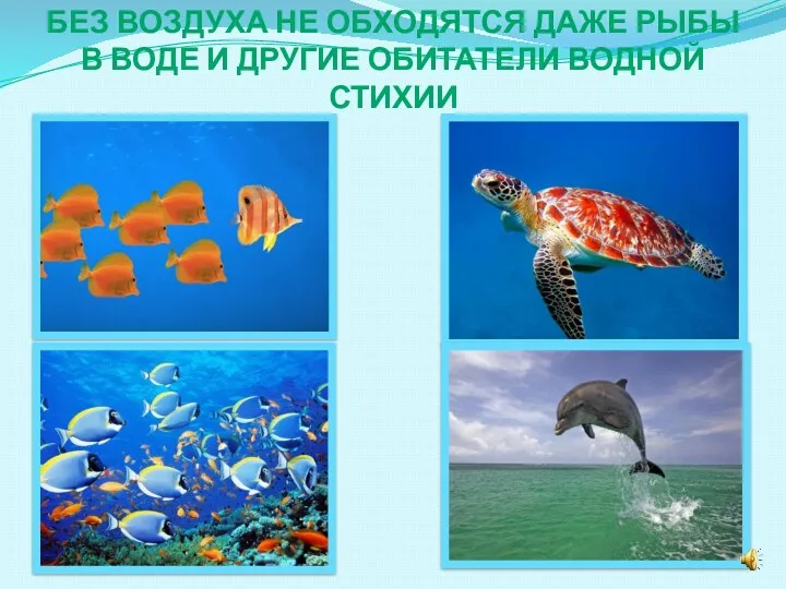 Без воздуха не обходятся даже рыбы в воде и другие обитатели водной стихии