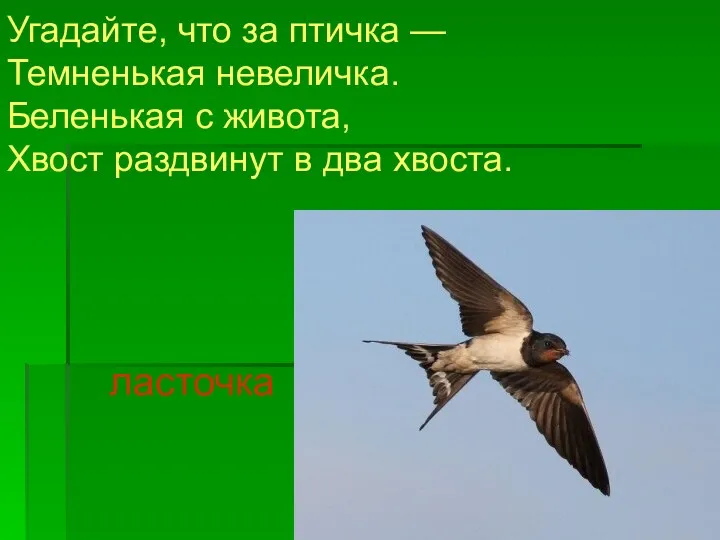 Угадайте, что за птичка — Темненькая невеличка. Беленькая с живота, Хвост раздвинут в два хвоста. ласточка