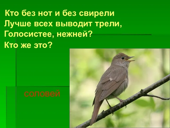 Кто без нот и без свирели Лучше всех выводит трели, Голосистее, нежней? Кто же это? соловей