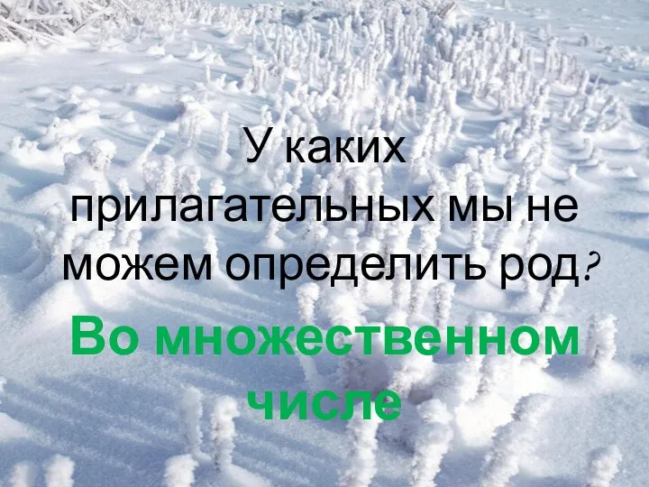 У каких прилагательных мы не можем определить род? Во множественном числе