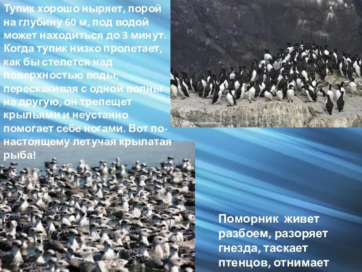 Поморник живет разбоем, разоряет гнезда, таскает птенцов, отнимает добычу у