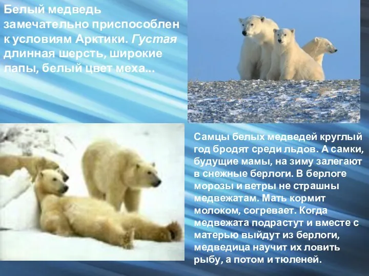 Самцы белых медведей круглый год бродят среди льдов. А самки,