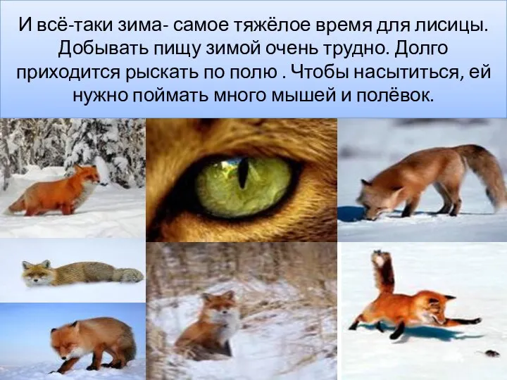 И всё-таки зима- самое тяжёлое время для лисицы. Добывать пищу зимой очень трудно.