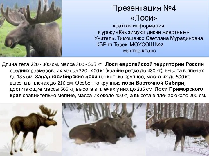 Презентация №4 «Лоси» краткая информация к уроку «Как зимуют дикие животные» Учитель: Тимошенко