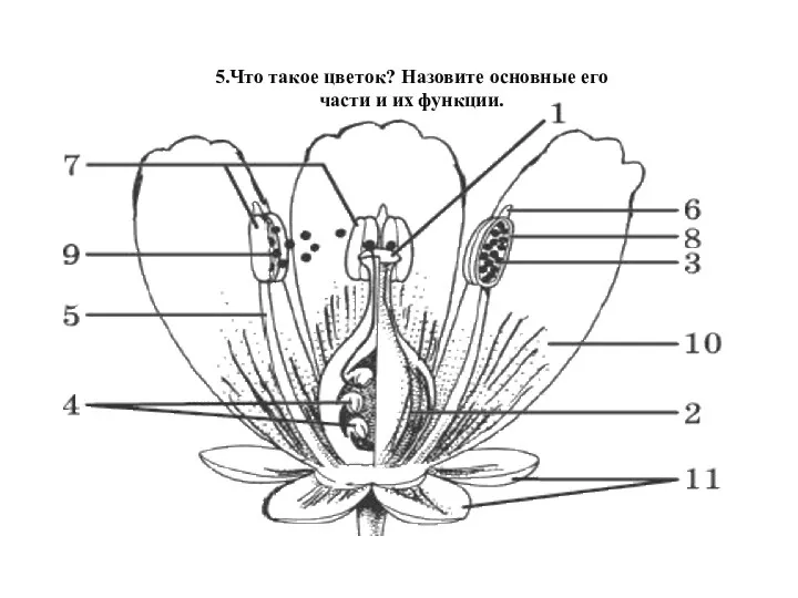 5.Что такое цветок? Назовите основные его части и их функции.