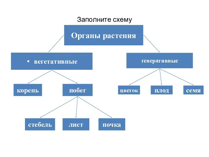 Заполните схему Органы растения вегетативные генеративные корень побег цветок плод семя стебель лист почка