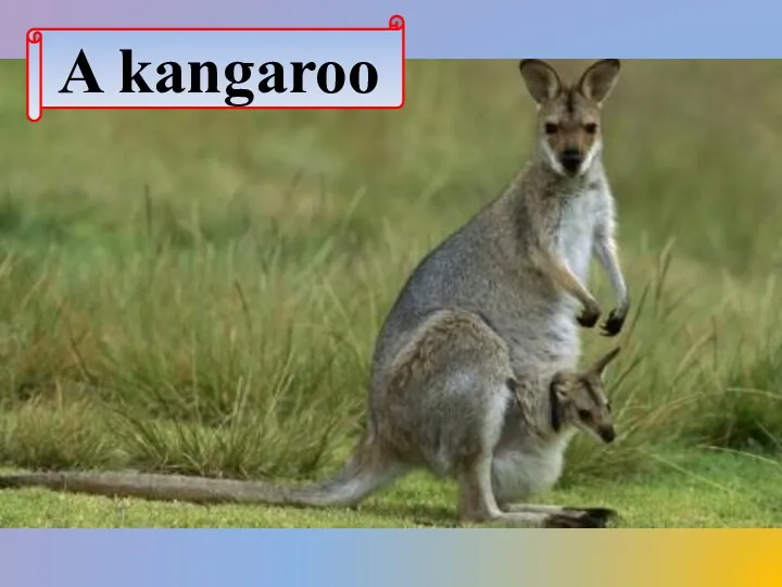 A kangaroo