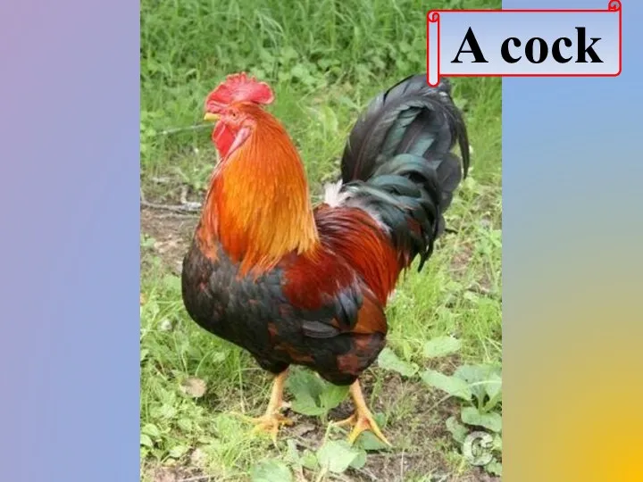 A cock