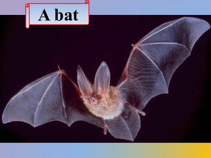 A bat