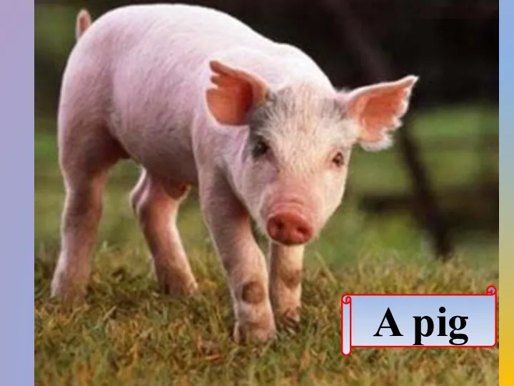 A pig