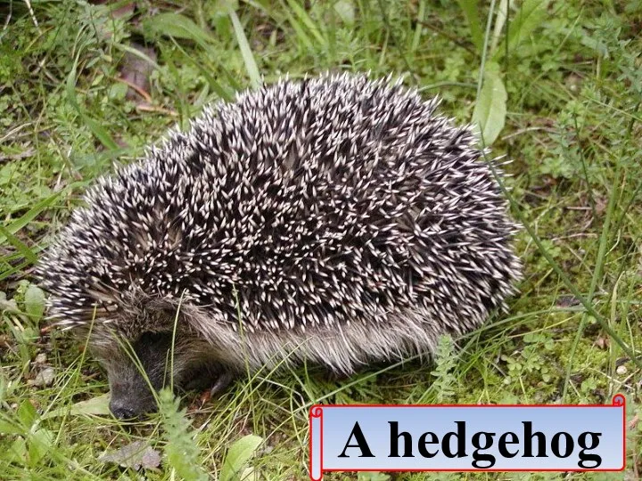 A hedgehog
