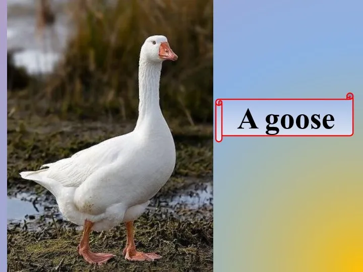 A goose